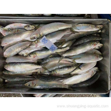 Frozen Pilchard Sardine Fish 80/120